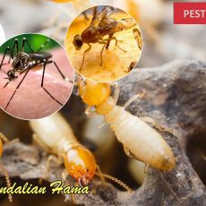 Pembasmi Rayap Batam